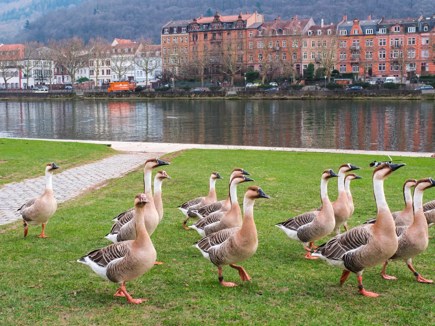 Unterkünfte im Herzen von Heidelberg